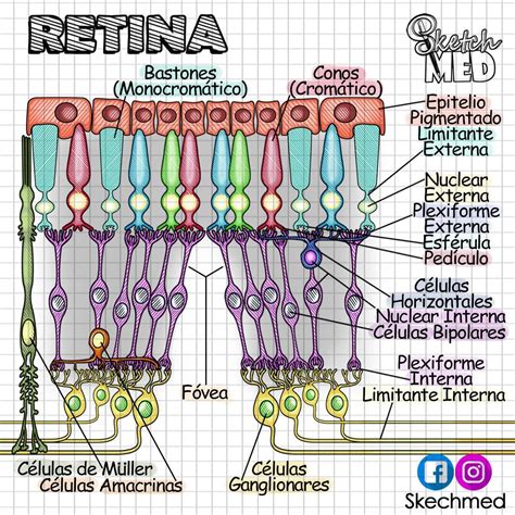 Retina Paola Ríos Dr Vagostektchmed Facebook E Instagram Anatomía
