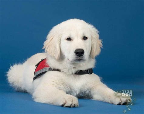 Fur real biscuit my lovin' pup golden retriever dog interactive toy puppy. Golden Retriever Puppies Peoria Il | PETSIDI