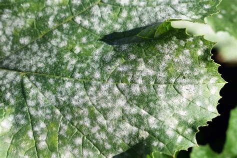 First, take a zucchini and slice it into lengthwise sections, no more than a ¼ in thickness. What Causes White Spots On Zucchini Leaves? All You Need ...