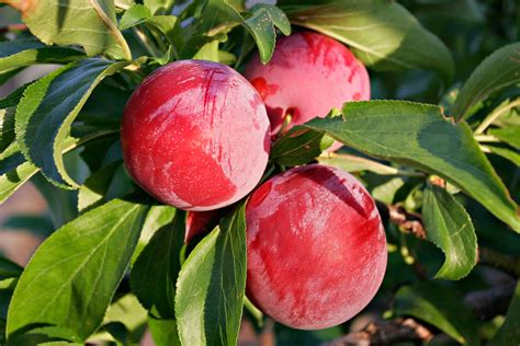How To Grow Plum Tree In Containers Growing Plums Prunus Naturebring