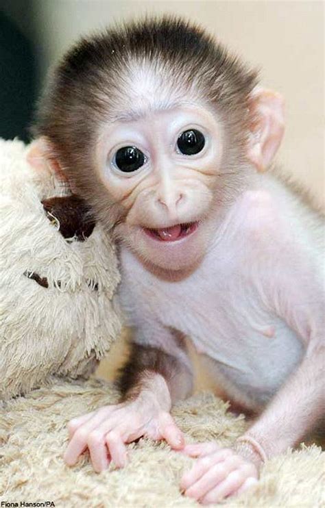 72 Best Monkeys Images On Pinterest