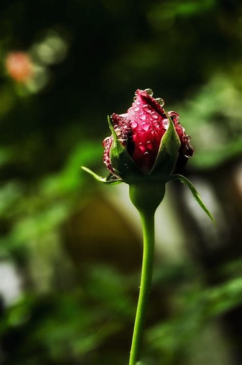 Rose Rosebud Nature Free Photo On Pixabay Pixabay
