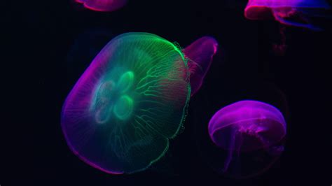 Neon Glow Colorful Jellyfish Wallpaper Jellyfish 2048x1152