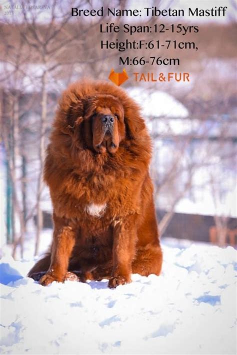 10 Adorable Dog Breeds That Look Like Bears Tail And Fur