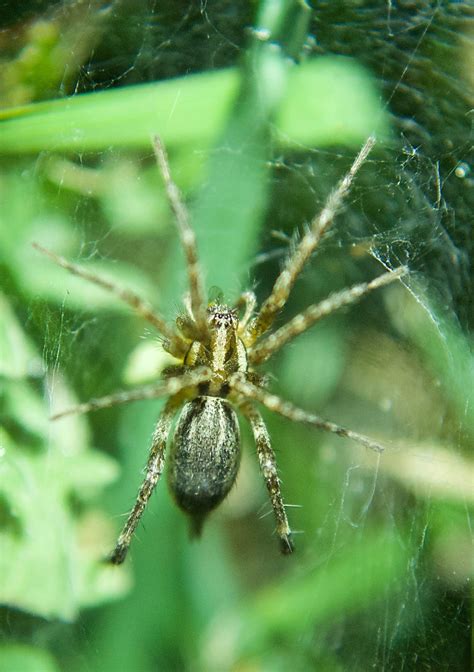 Grass Spider Agelenopsis Spp Plants And Animals Of Northeast Colorado