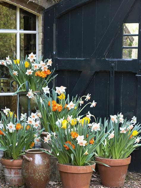 Daffodils In Terracotta Pots Spring Is Here Spring Flowering Bulbs