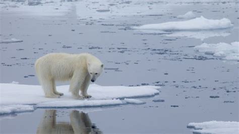 Nanooks Friends Of The Planet Polar Bears Follow The