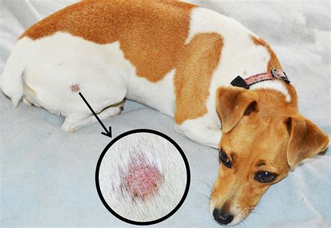 9 Common Dog Skin Problems With Pictures Prevention And