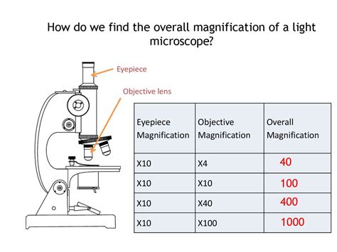 Microscope Total Magnification Calculation Micropedia