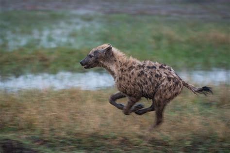 Spotted Hyena On The Move Sean Crane Photography