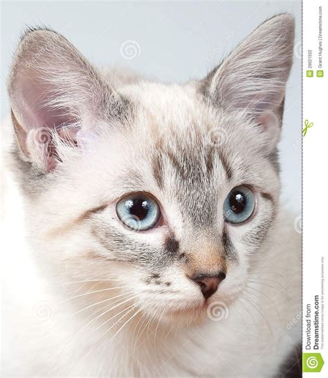 Serious breeding approaches started in 1960 by two different breeders by crossbreeding of striped european shorthair cats. lilac point siamese - Google Search | KiddLeS | Pinterest ...