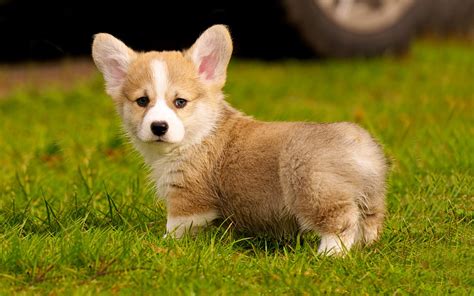 Puppy images cute dogs and puppies pets cute animals animal pictures animals corgi puppies cute dogs. Free download Corgi Puppy Wallpaper wallpaper 1280x800 for your Desktop, Mobile & Tablet ...