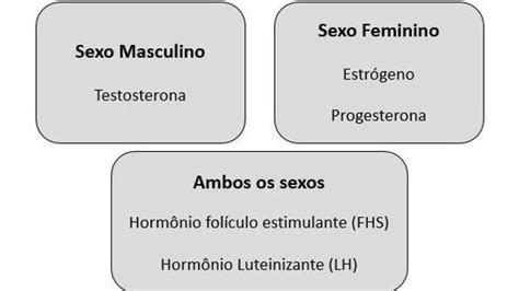 Koka Principais hormônios sexuais e suas funções