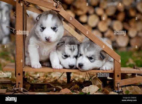 Husky Dog Sitting High Resolution Stock Photography And Images Alamy