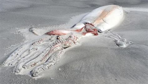 Excitement As Giant Squid Washes Up On Farewell Spit Newshub