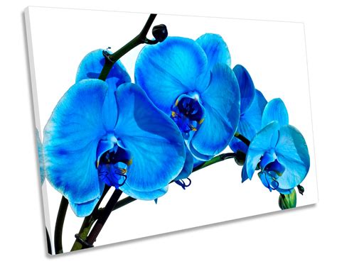 Blue Orchid Flower Floral Picture Canvas Wall Art Print Etsy Uk