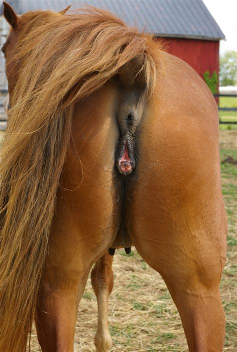 Porn horse mare Guy fucks