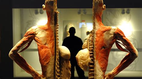 Their partner website has animated text narrations and quizzes to help you study the structures and functions of the anatomical systems. 'Get under the skin': UK's first public human dissection ...