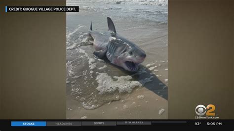 Dead Great White Shark Found On Beach In Quogue Suffolk County Youtube