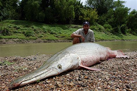 The natural abundance of fish species in malaysia's ponds and rivers offers freshwater anglers a variety of wildly different fishing adventures to pick and choose from. spoonbill Archives - CatsandCarp.com