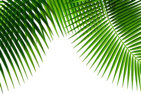Leaf Plant Palm Leaf Png Download 1200804 Free Transparent Leaf
