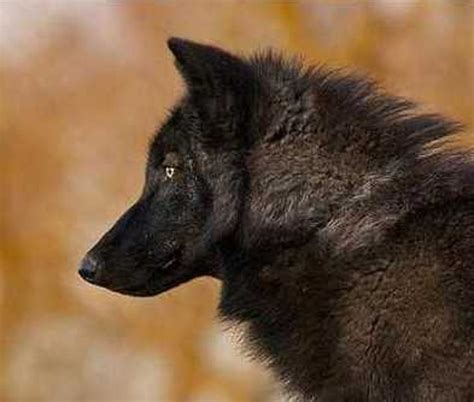 Black Wolf Natural History