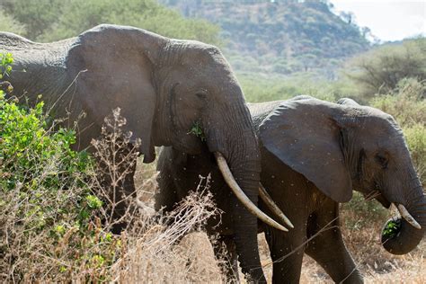 Big Five Safari Guide Des Animaux Les Plus Célèbres En Tanzanie