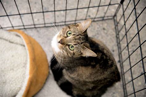How To Adopt A Shelter Cat 6 Tips For Success