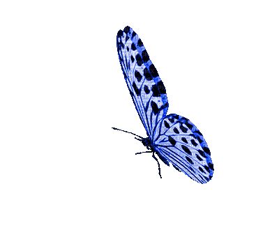Pin by Дарья Стреленко on Животные Butterfly gif Blue butterfly Bird gif
