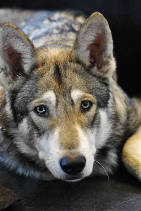 Not much noticeable in the chihuahua or the yorkshire terrier, there are many dog breeds that are still a. Czechoslovakian Wolfdog (With images) | Wolf dog, Dog breeds