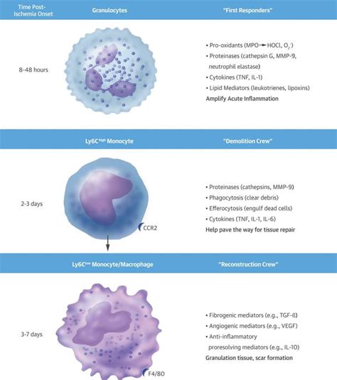 Fisiopatologia De Los Leucocitos Leukocyte Pathophysiology Otosection