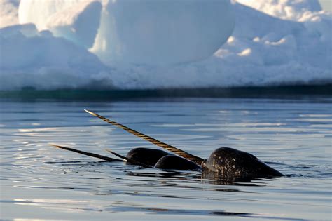 Arctic Kingdom Narwhal Baffin Island Arctic