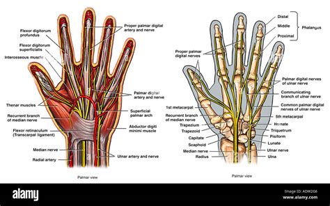 Anatomy Of The Hand Stock Photo Alamy