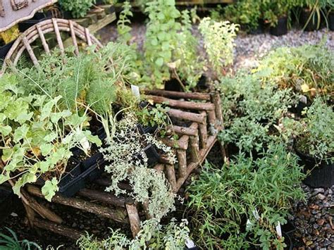 Culinary Herb Garden Kit Joyus