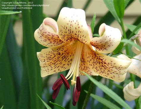 Plantfiles Pictures Asiatic Lily Tiger Babies 1 By Aphthona