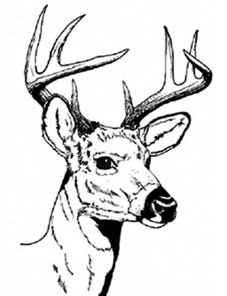 Use these images to quickly print coloring pages. Stately | Deer coloring pages, Deer drawing, Animal coloring pages