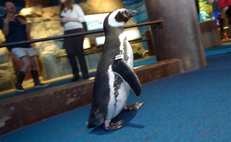 Aquarium Of The Pacific Hosting Daily March Of The Penguins In June