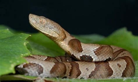 Meet New Yorks 17 Slithery Snakes 3 Are Venomous Potentially Deadly