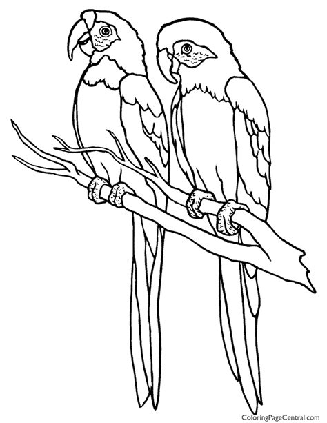 Parrot 01 Coloring Page Coloring Page Central