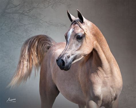Rose Grey Arabian Stunning And Unusual Color Egyptian Arabian