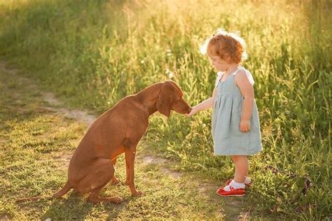 15 Interesting Facts About Vizsla Dogs Page 5 Of 5 The Dogman