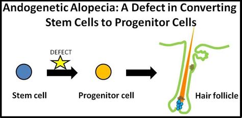 A breakthrough study from scientists at japan's riken center for biosystems dynamics research has homed in on the specific characteristics of stem cells in the skin responsible for hair cell. What's New in the World of Hair Research? Stem Cells ...
