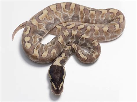 In the end it seemed the street was the lesser of two evils. Enchi Ghi Lesser - Morph List - World of Ball Pythons