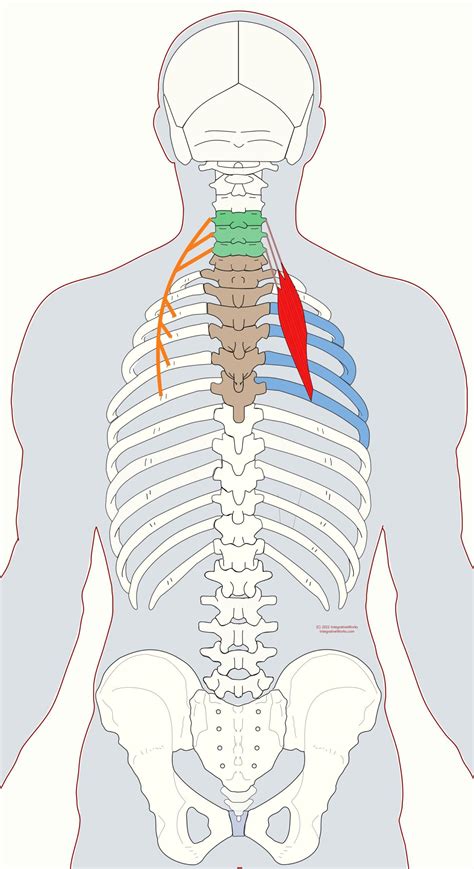 Infraspinatus Muscle Mid Back Pain Cervical Vertebrae Thoracic
