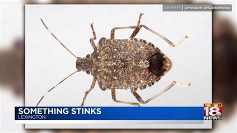 Stink Bugs Starting To Invade Homes In Kentucky