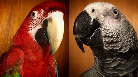 Parrots The Highlight Reel Video