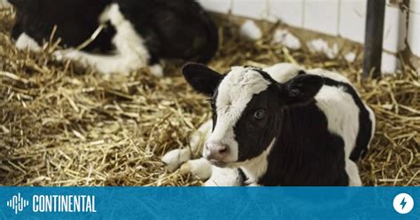 Sanidad Animal Con Biogénesis Bagó Impacto De La Diarrea Neonatal De