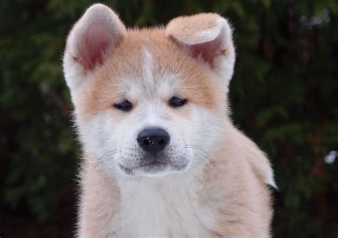 13 Japanese Dog Breeds All Dogs Of Japan