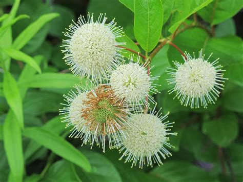 Common Buttonbush 1 By Windthin On Deviantart