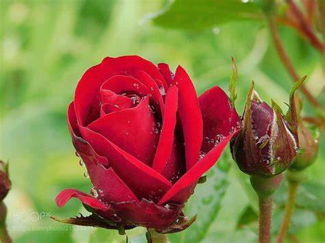 Little Red Rose By Maltsev Red Roses Rose Little Red